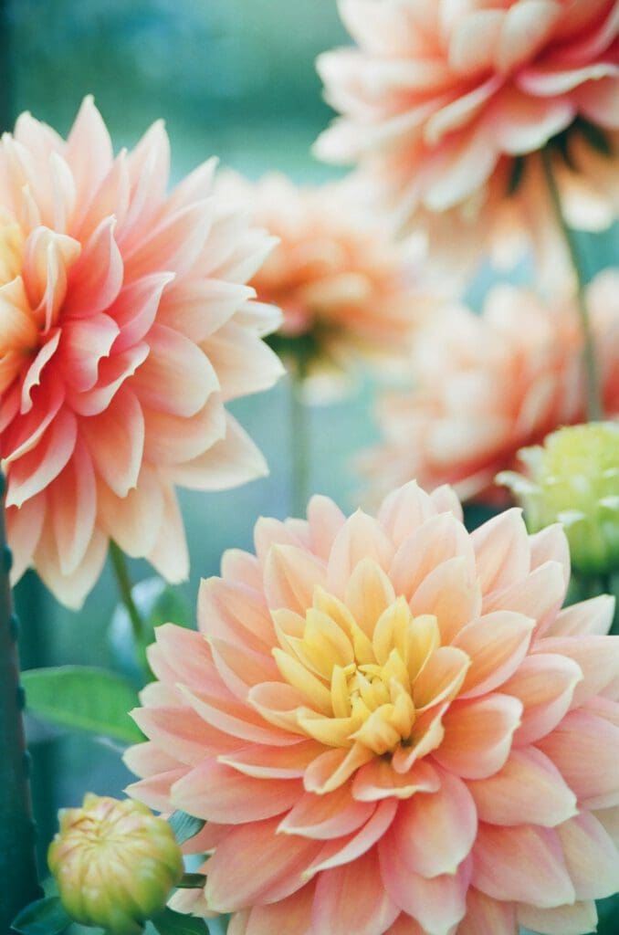 Autumn Flowers - 7 great additions to your Autumn floral bouquets featured image